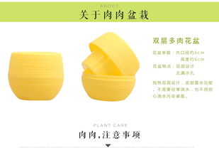 綠意盎然 室內(nèi)盆栽花卉與多肉植物的養(yǎng)護(hù)與搭配